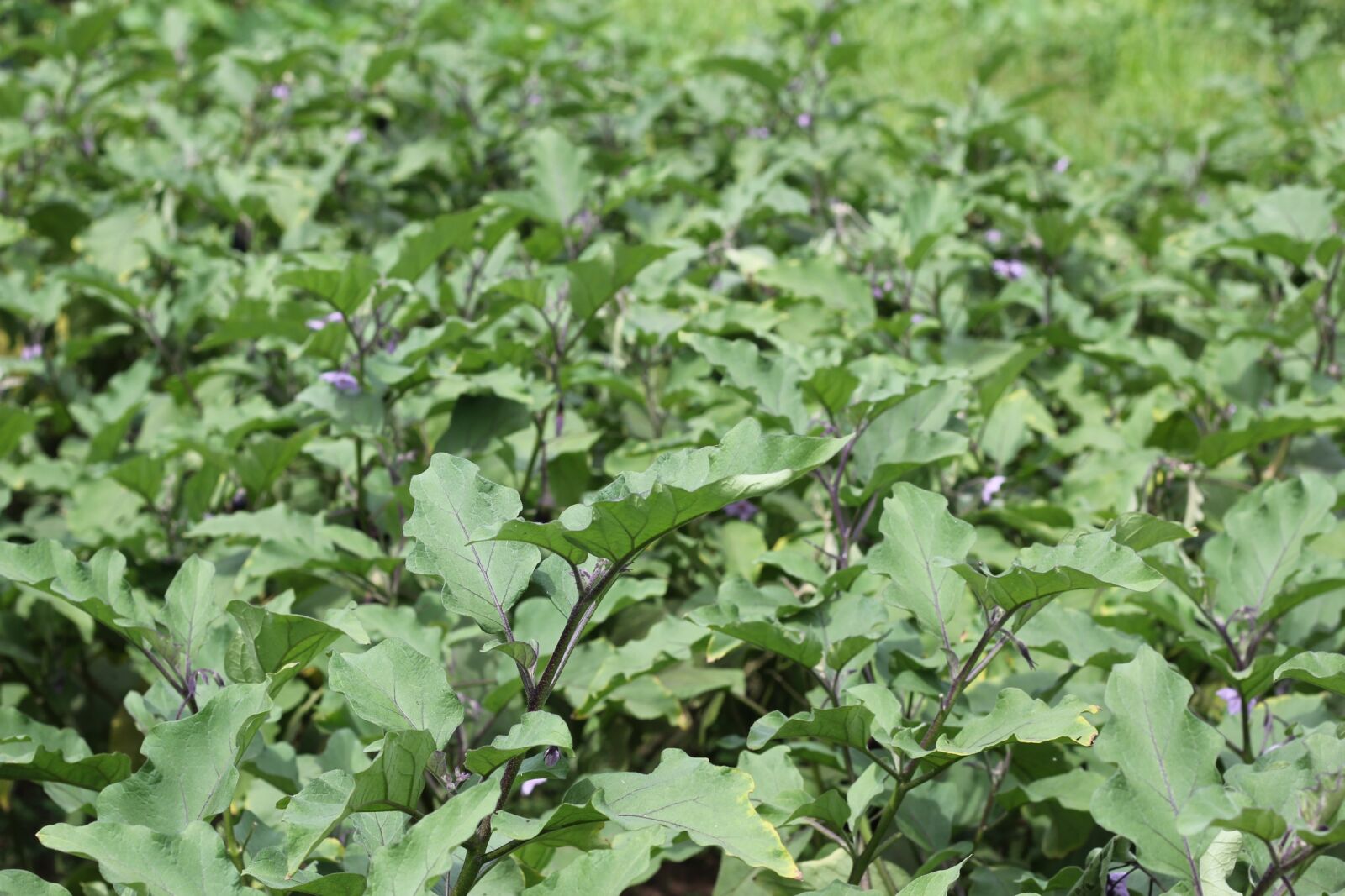 Canon EOS 60D + Canon EF 50mm F1.8 II sample photo. Leaf, flora, agriculture photography