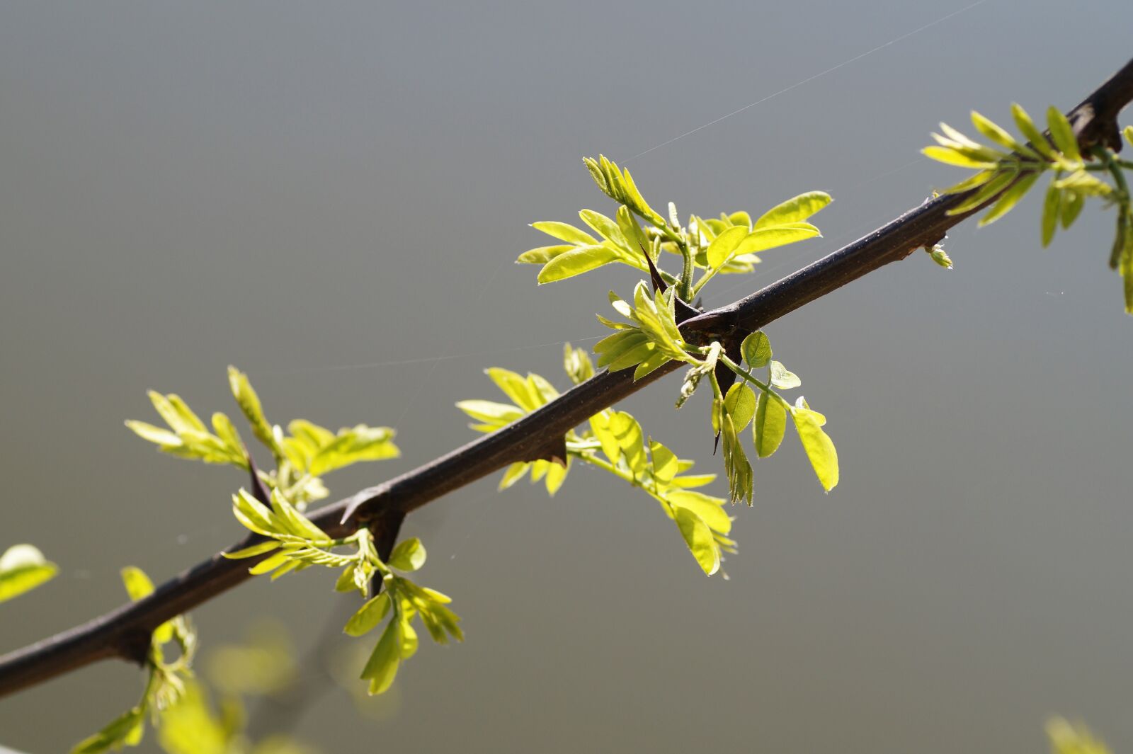 Sony SLT-A58 sample photo. Acacia, branch, twig photography