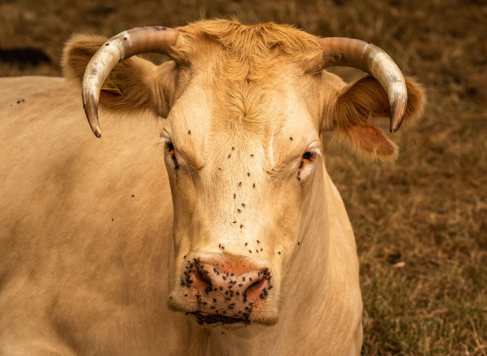 Nikon D750 sample photo. Cow, beef, cattle photography