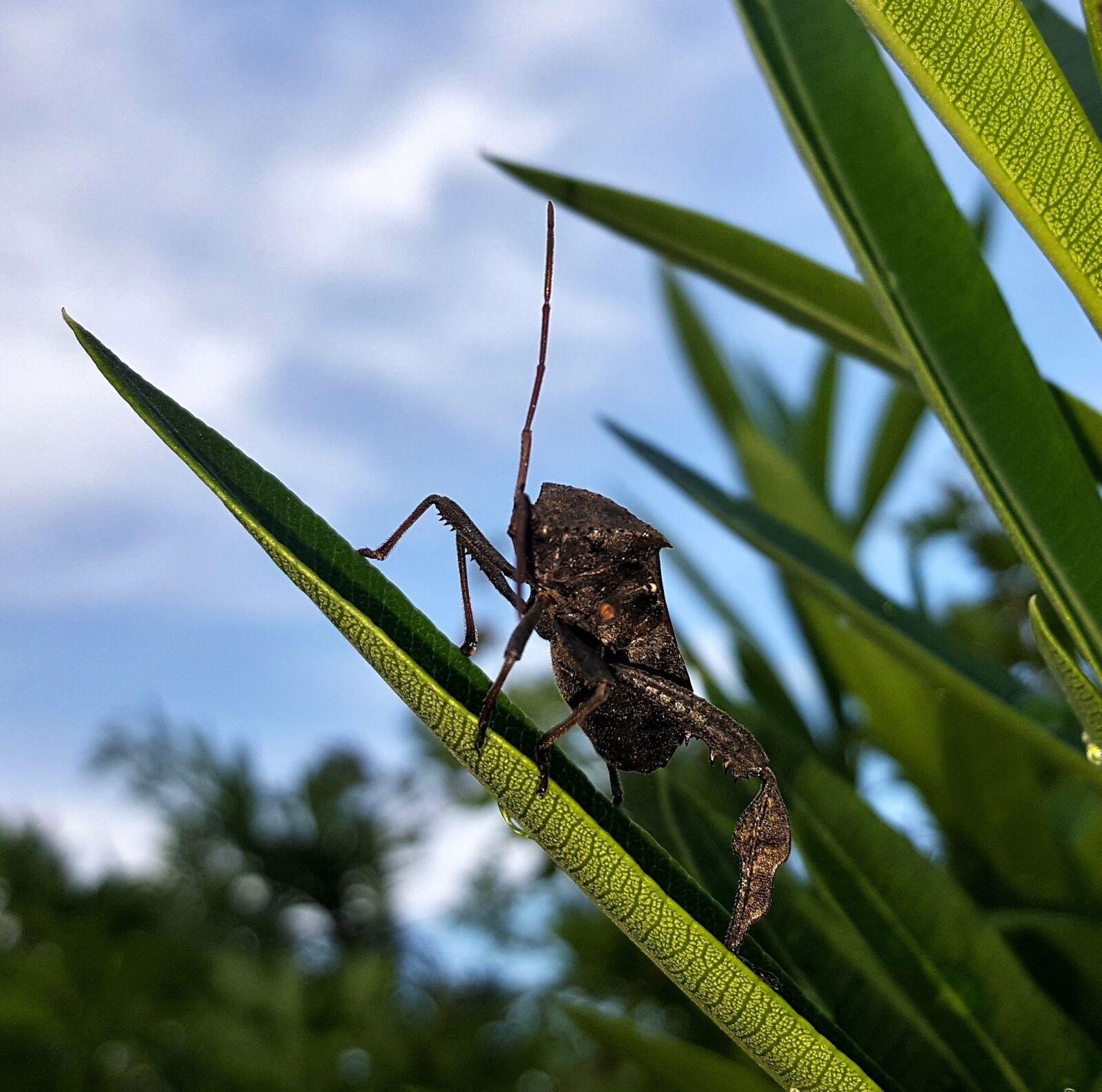 Samsung Galaxy Note5 sample photo. Beetle, bug, leaf footed photography