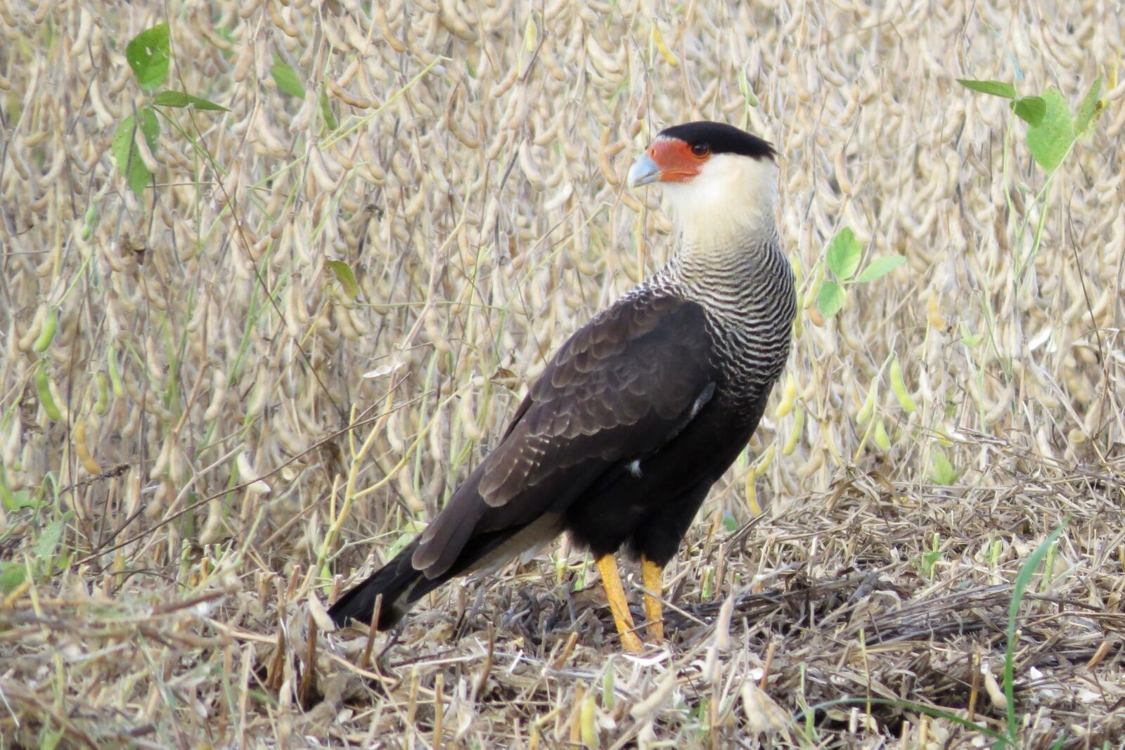 Canon PowerShot SX50 HS sample photo. Bird, predator, wild photography