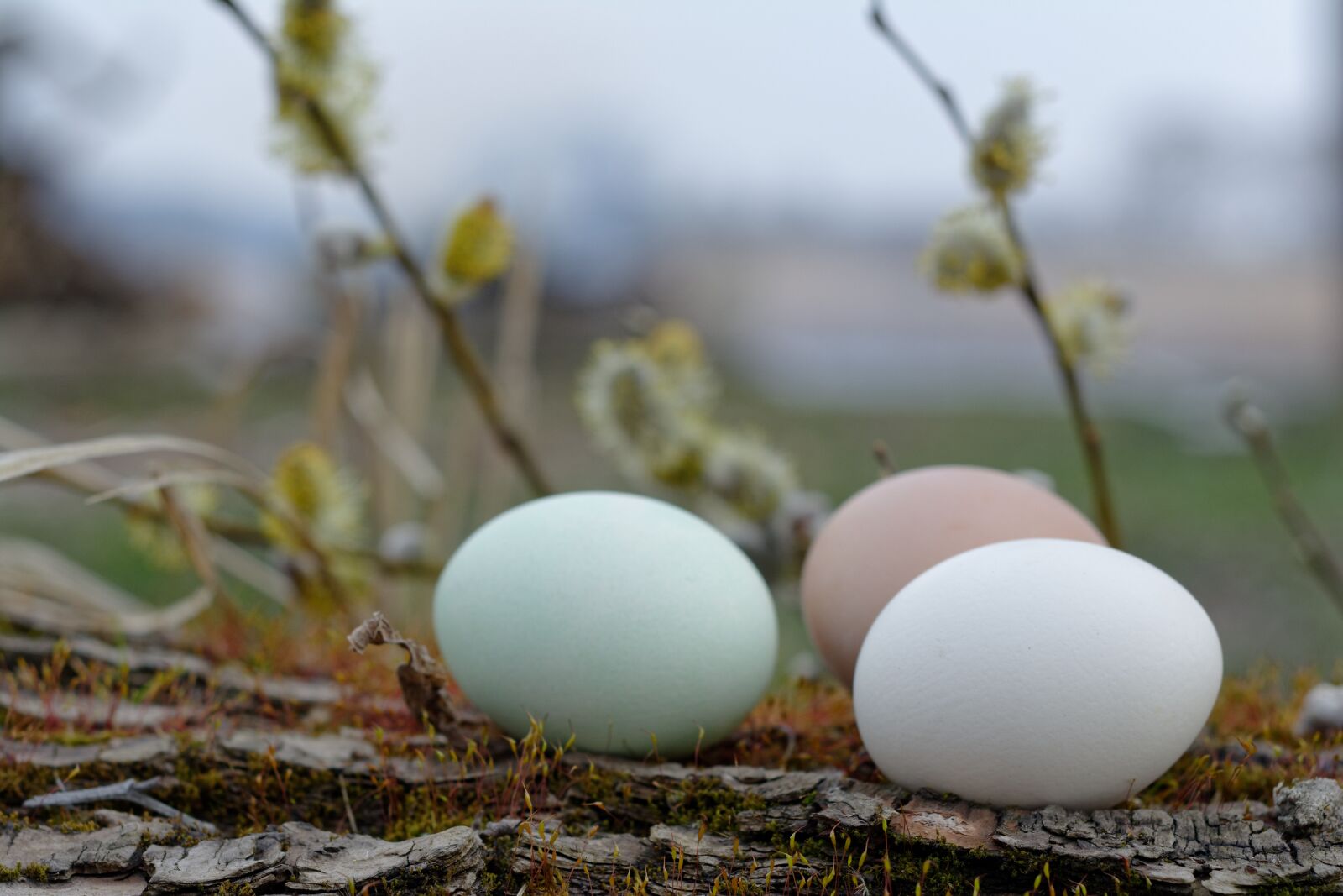 Nikon D5200 sample photo. Easter, easter eggs, eggs photography