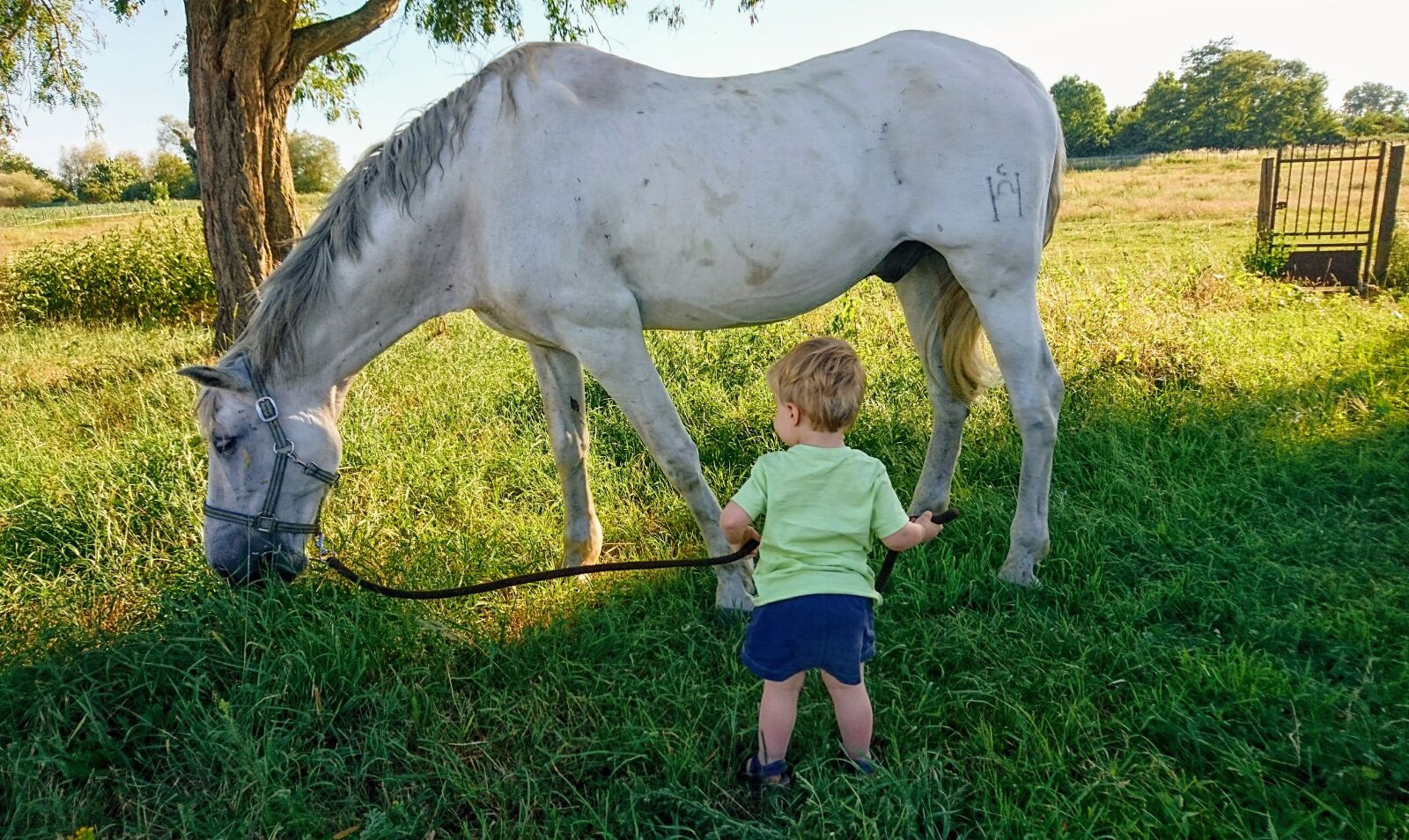 Sony Xperia X Compact sample photo. Horse, child, sun photography