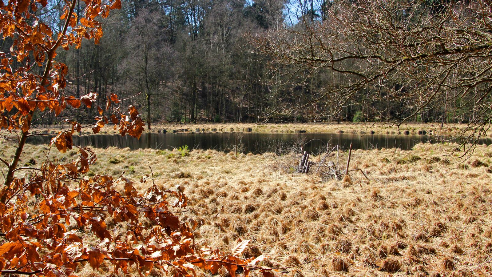 Canon EOS 600D (Rebel EOS T3i / EOS Kiss X5) sample photo. Moorland, nature, autumn photography