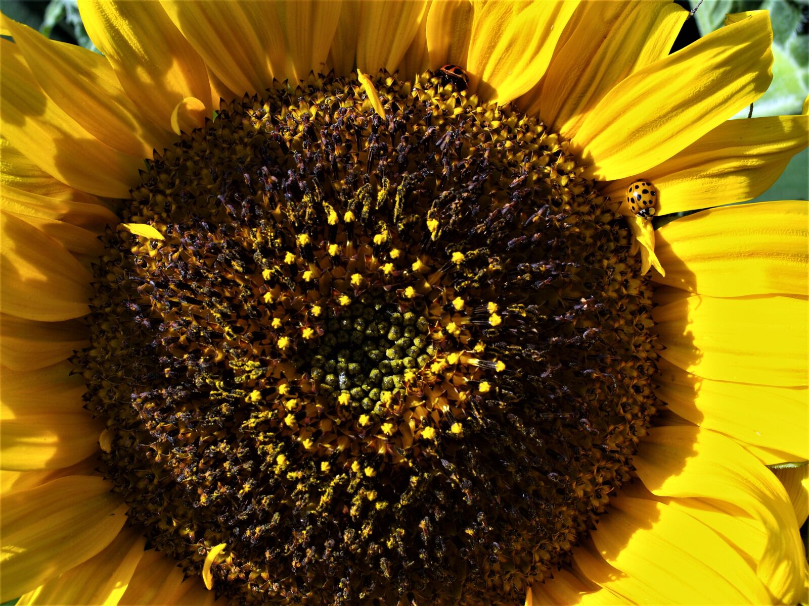 Olympus E-520 (EVOLT E-520) sample photo. Sunflower, nature, flower photography