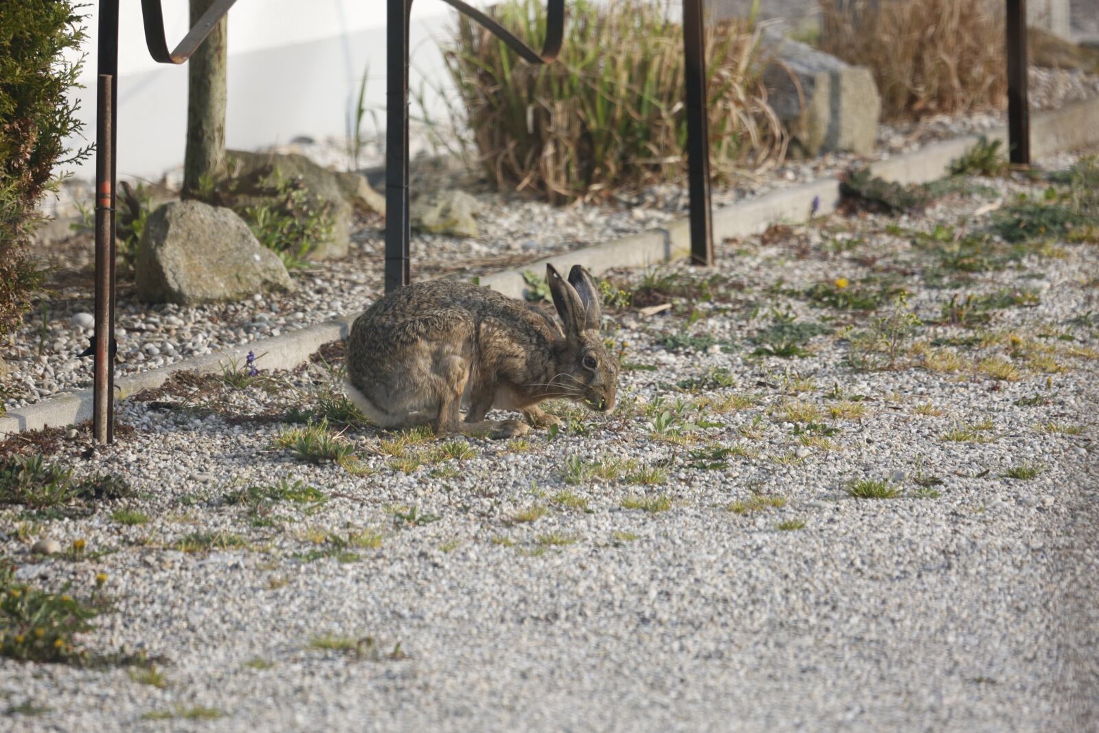 Canon EF 100-400mm F4.5-5.6L IS USM sample photo. Hare, meister lampe, nature photography