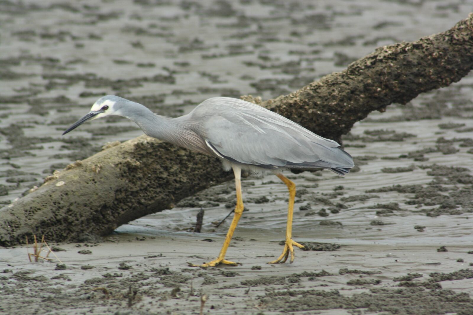 Canon EOS 1000D (EOS Digital Rebel XS / EOS Kiss F) sample photo. White faced heron, bird photography