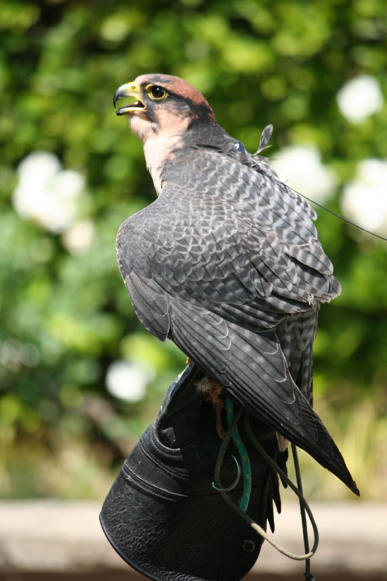 Canon EOS 350D (EOS Digital Rebel XT / EOS Kiss Digital N) sample photo. Animal, bird, prey photography
