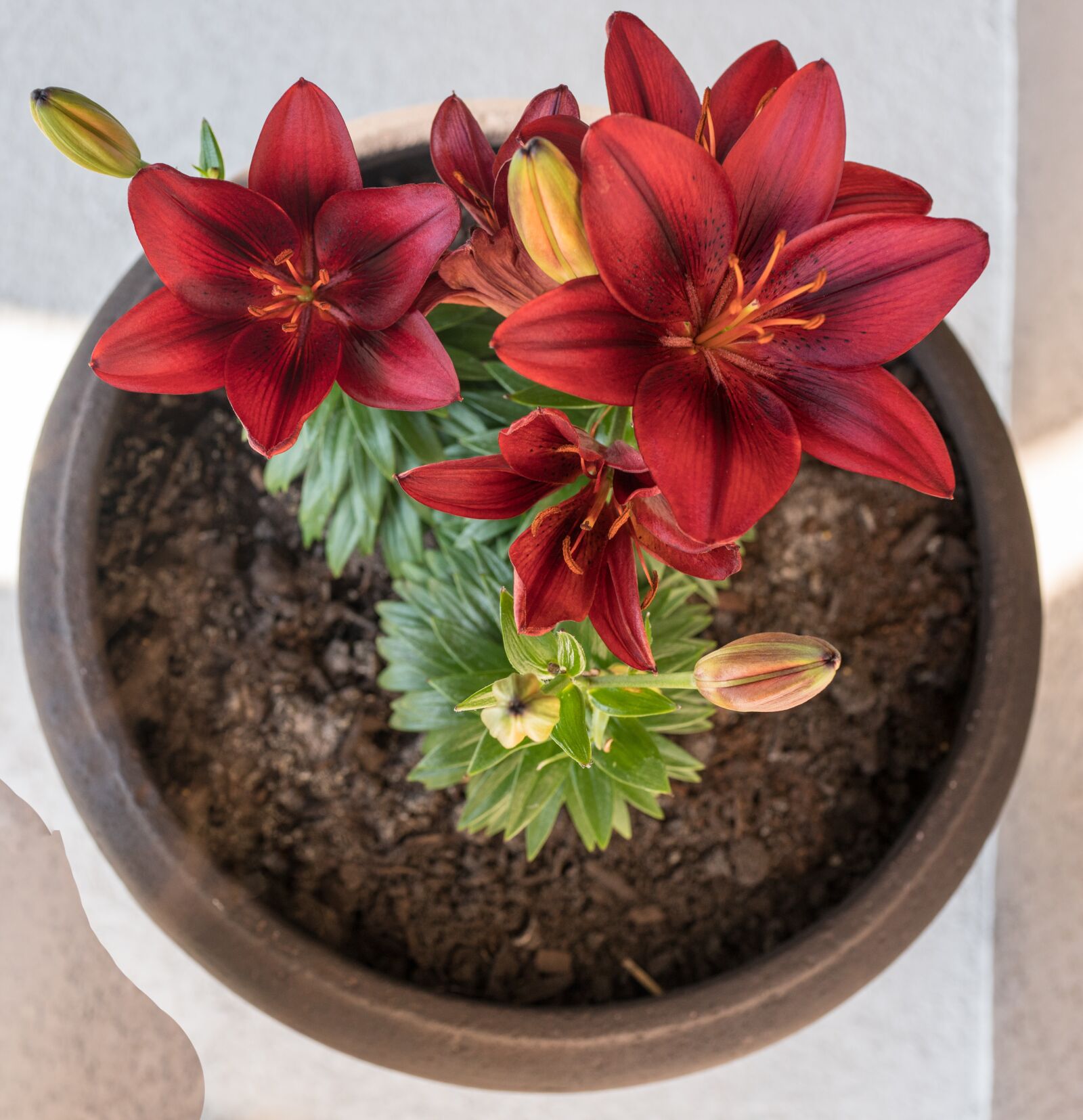 Sony Cyber-shot DSC-RX1R II sample photo. Red lillies, flower, pot photography
