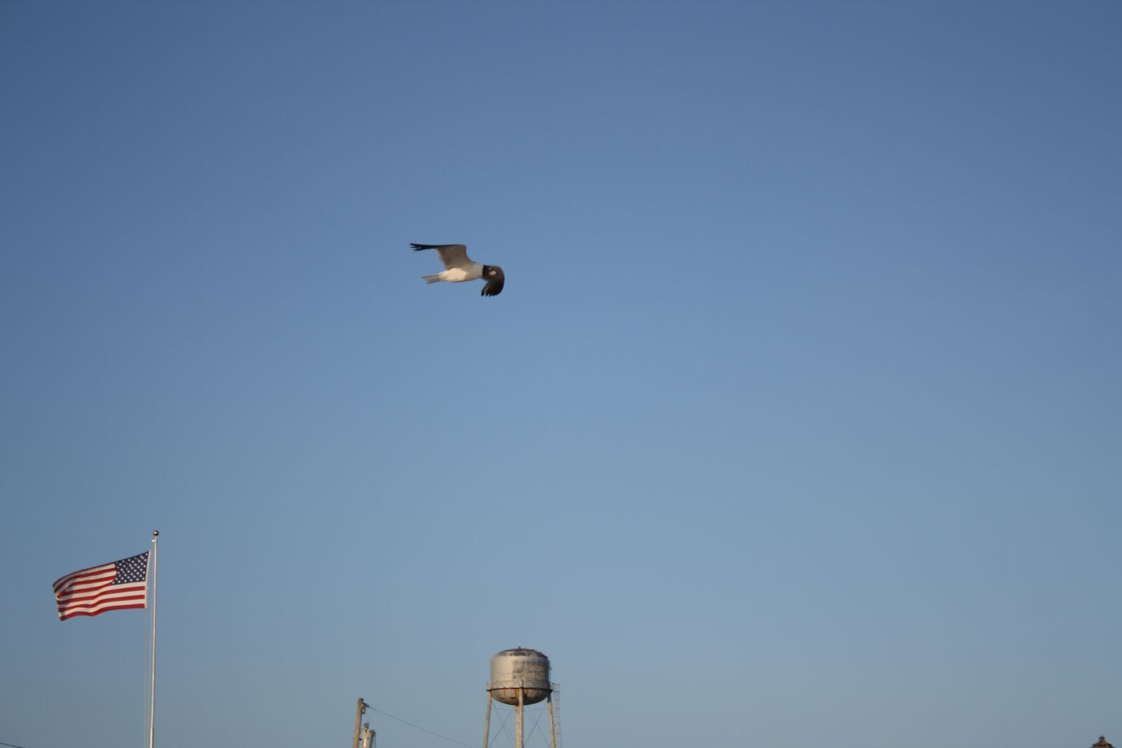 Canon EOS 1000D (EOS Digital Rebel XS / EOS Kiss F) sample photo. Seagull, sky, blue sky photography