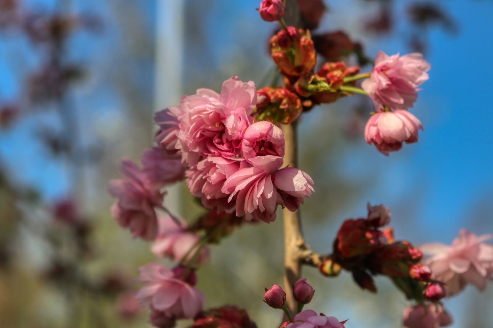 Canon EOS 80D + Canon EF-S 18-55mm F3.5-5.6 IS STM sample photo. Flower, spring, pink photography