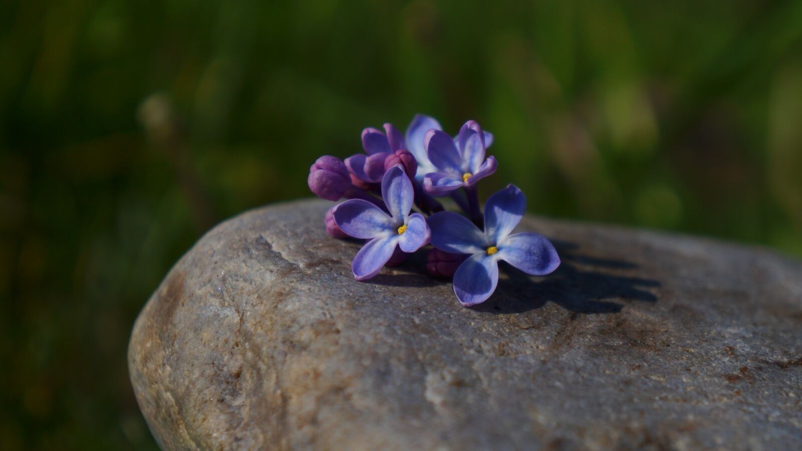 Sony Alpha a3000 + Sony E 18-55mm F3.5-5.6 OSS sample photo. Nature, plants, flowering photography