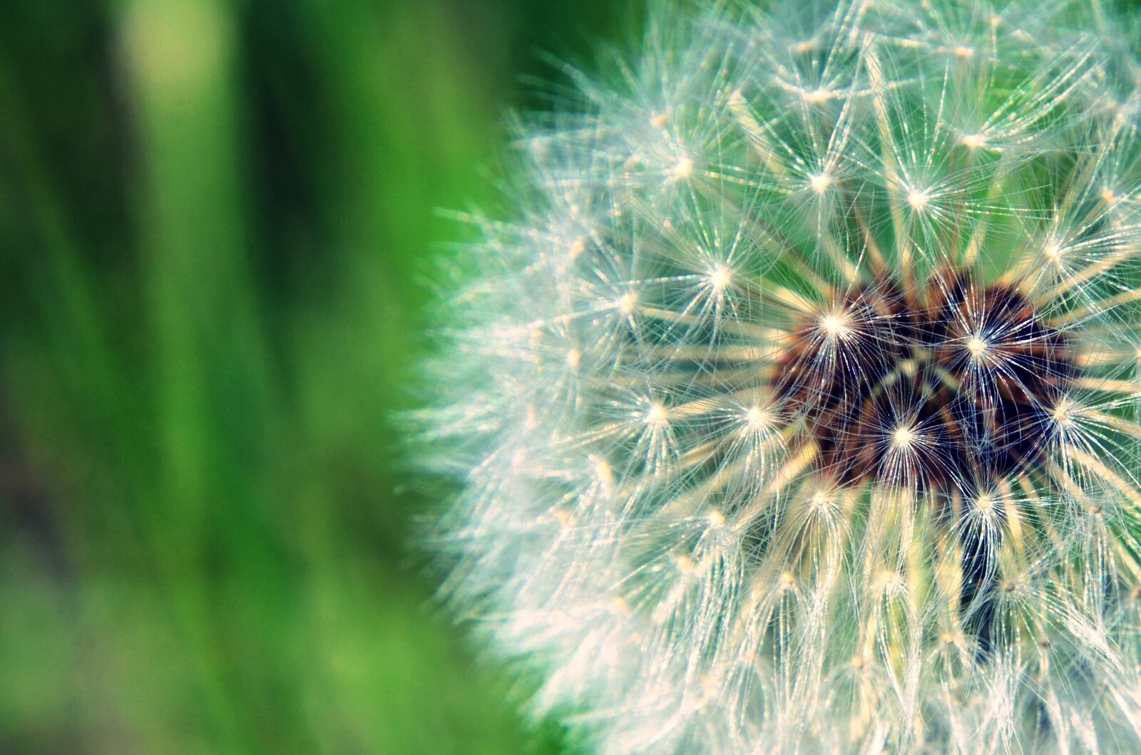 Nikon D7000 sample photo. Dandelion, green, nature photography