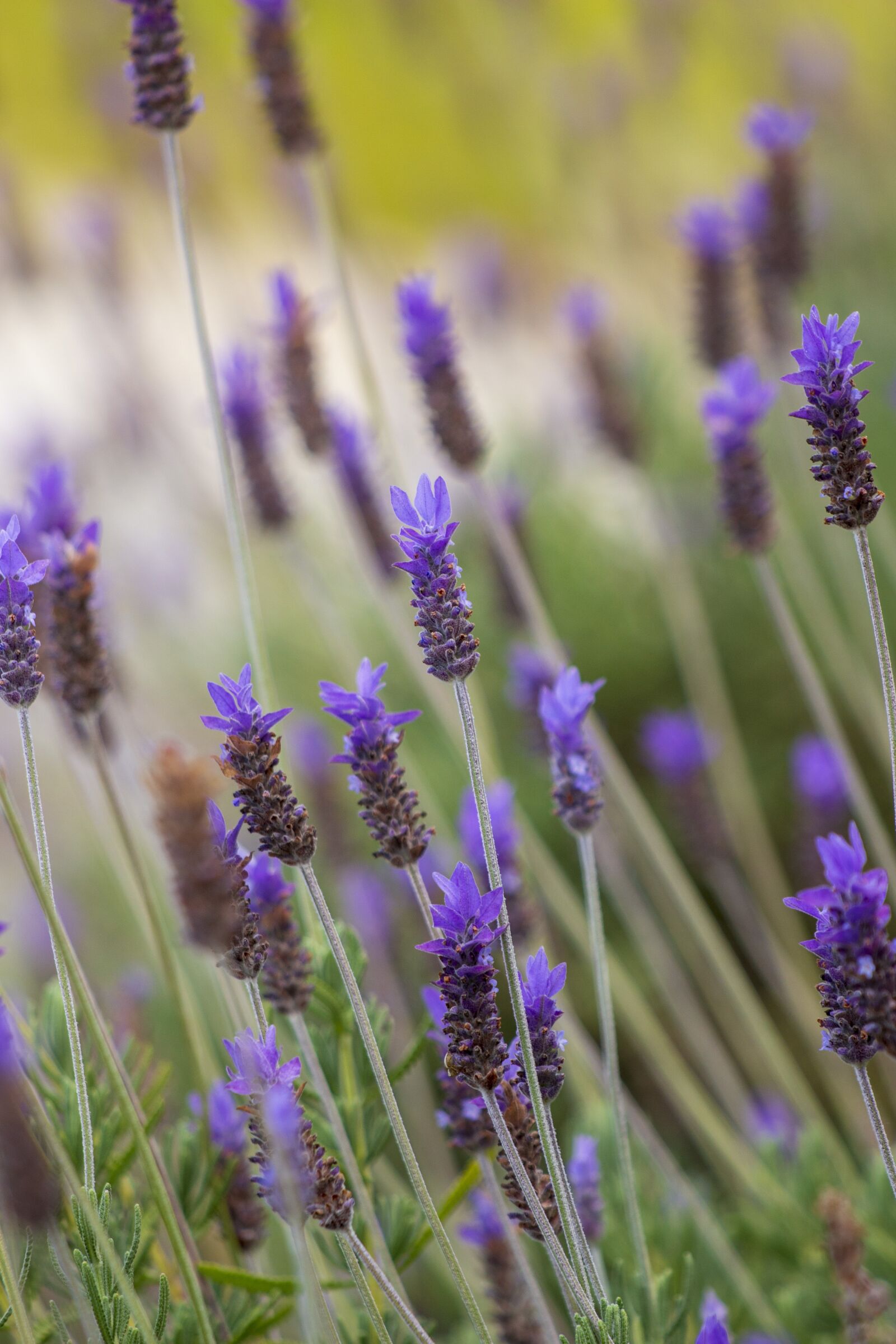 Canon EF 70-300 F4-5.6 IS II USM sample photo. Flowers, lavender, purple photography