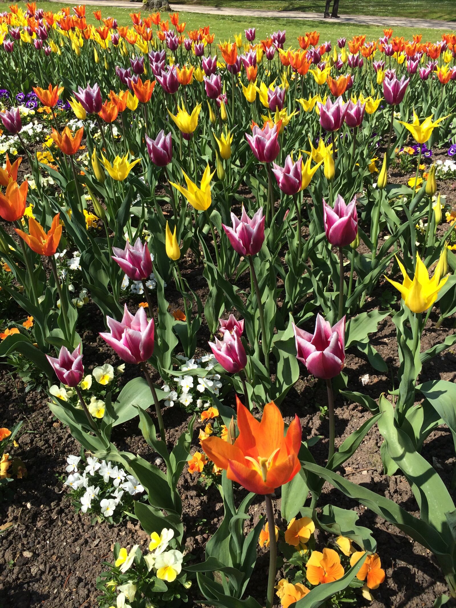 iPhone 5s back camera 4.15mm f/2.2 sample photo. Flowers, flower meadow, bright photography
