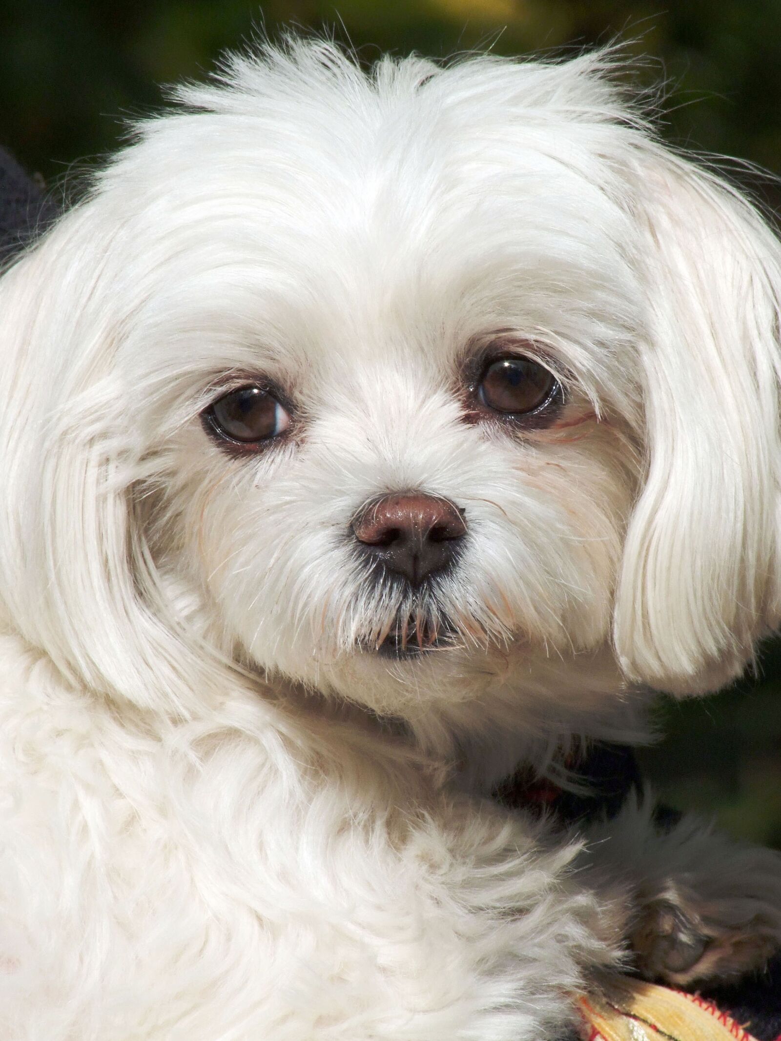 Fujifilm FinePix S100fs sample photo. Dog, portrait, white photography