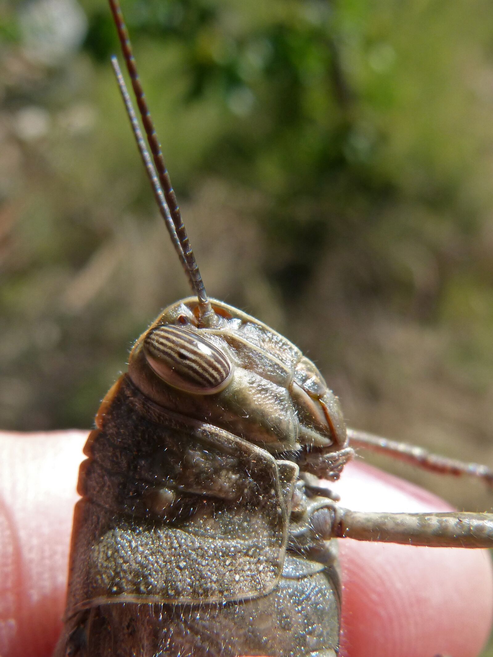 Panasonic DMC-FZ62 sample photo. Grasshopper, compound eye, insect photography
