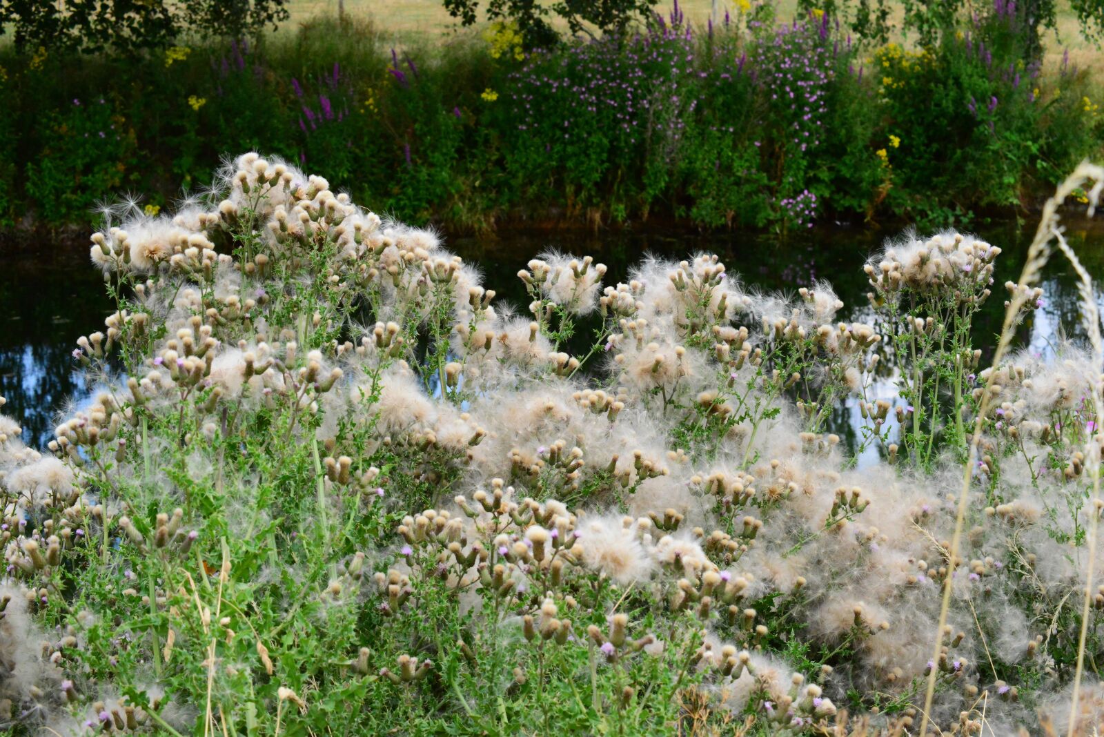 Nikon D800 sample photo. Thistle, thistledown, seeds photography