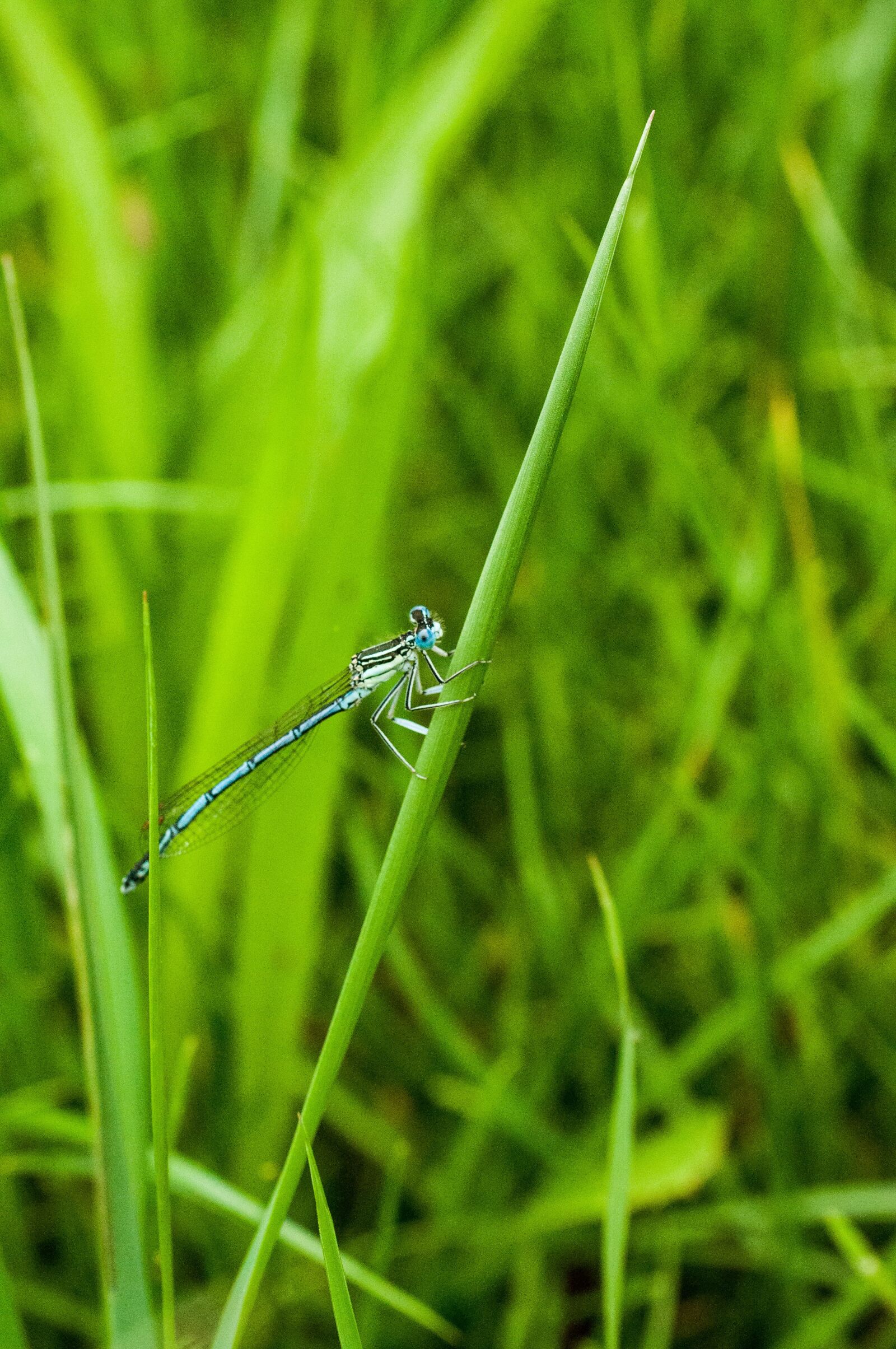 Nikon D90 sample photo. Dragonfly, grass, green photography