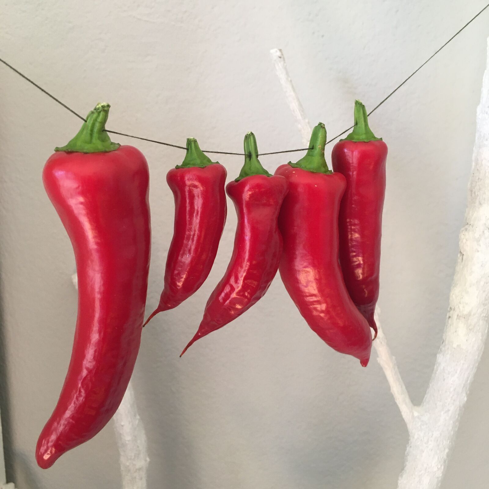 iPhone 6s back camera 4.15mm f/2.2 sample photo. Chili, pepper, red photography