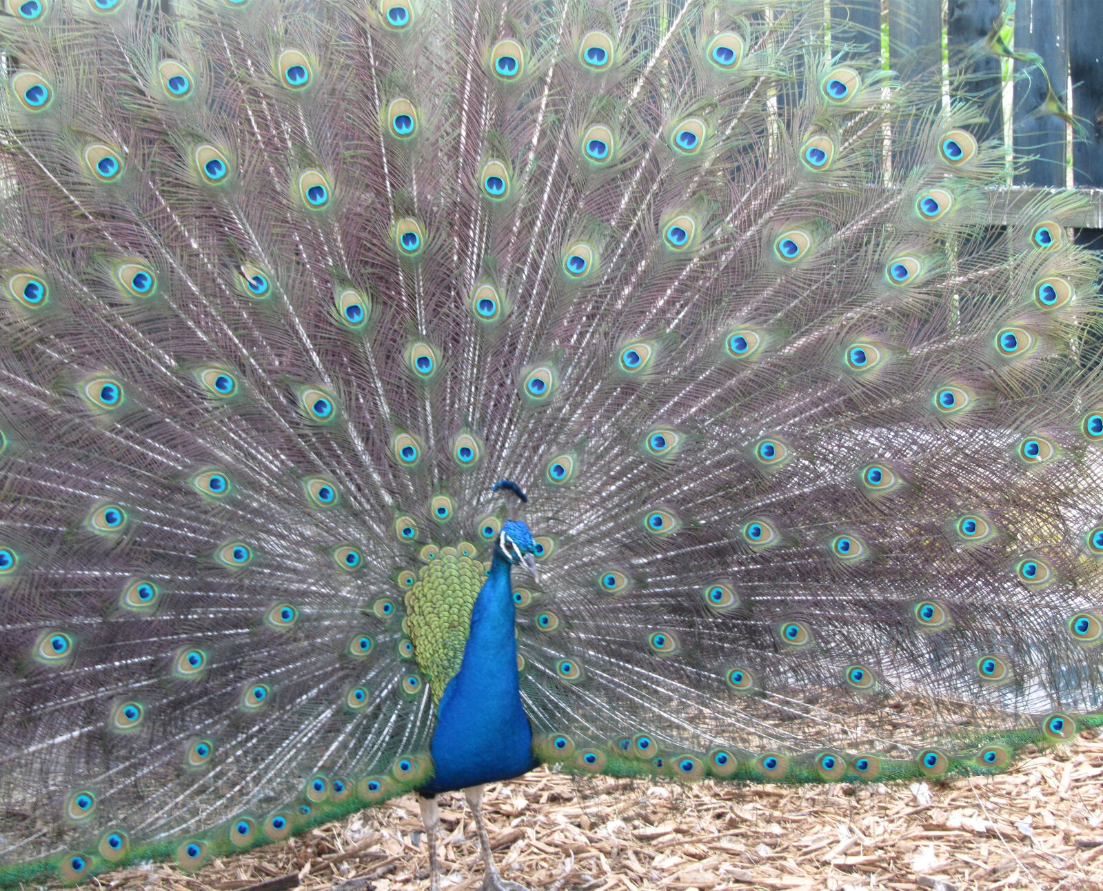 Canon PowerShot SX210 IS sample photo. Bird, blue, fowl, peacock photography