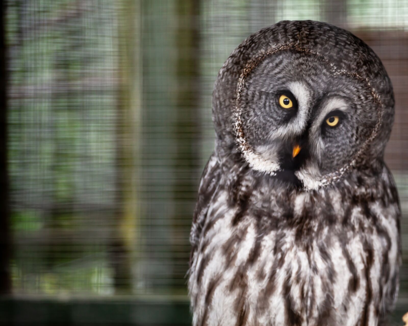 Canon EOS 5D Mark II sample photo. Owl, yellow eyed owl photography