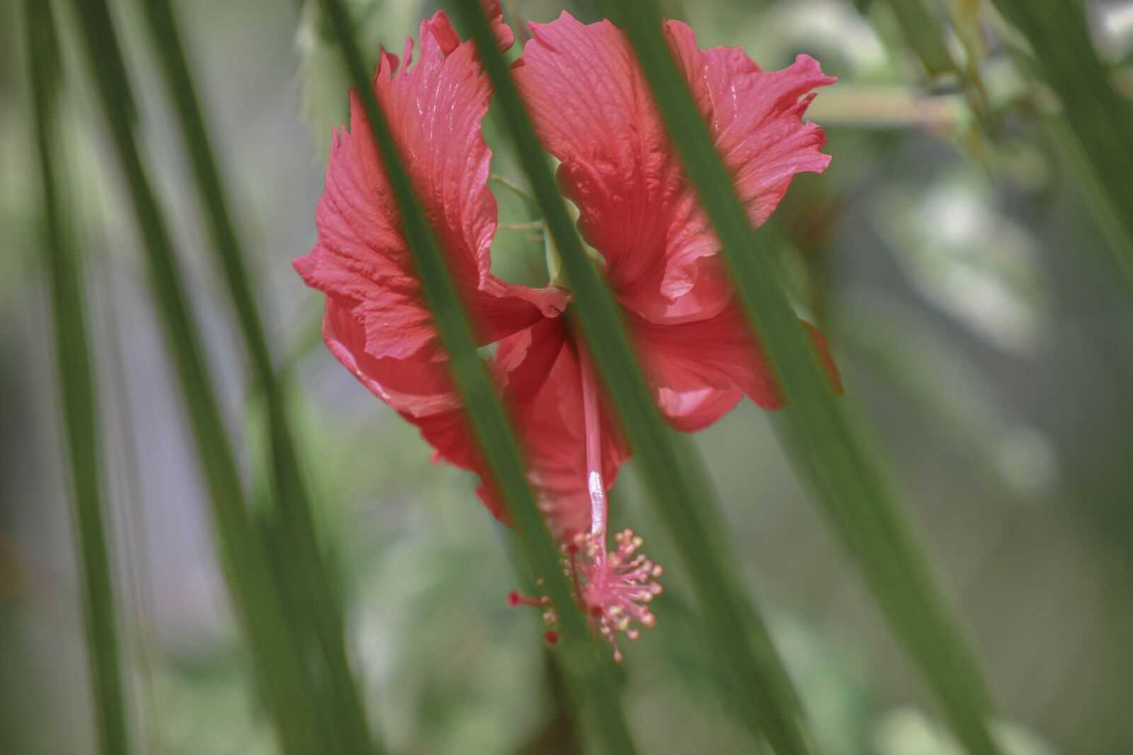 Canon EOS 600D (Rebel EOS T3i / EOS Kiss X5) sample photo. Flower, garden, nature photography