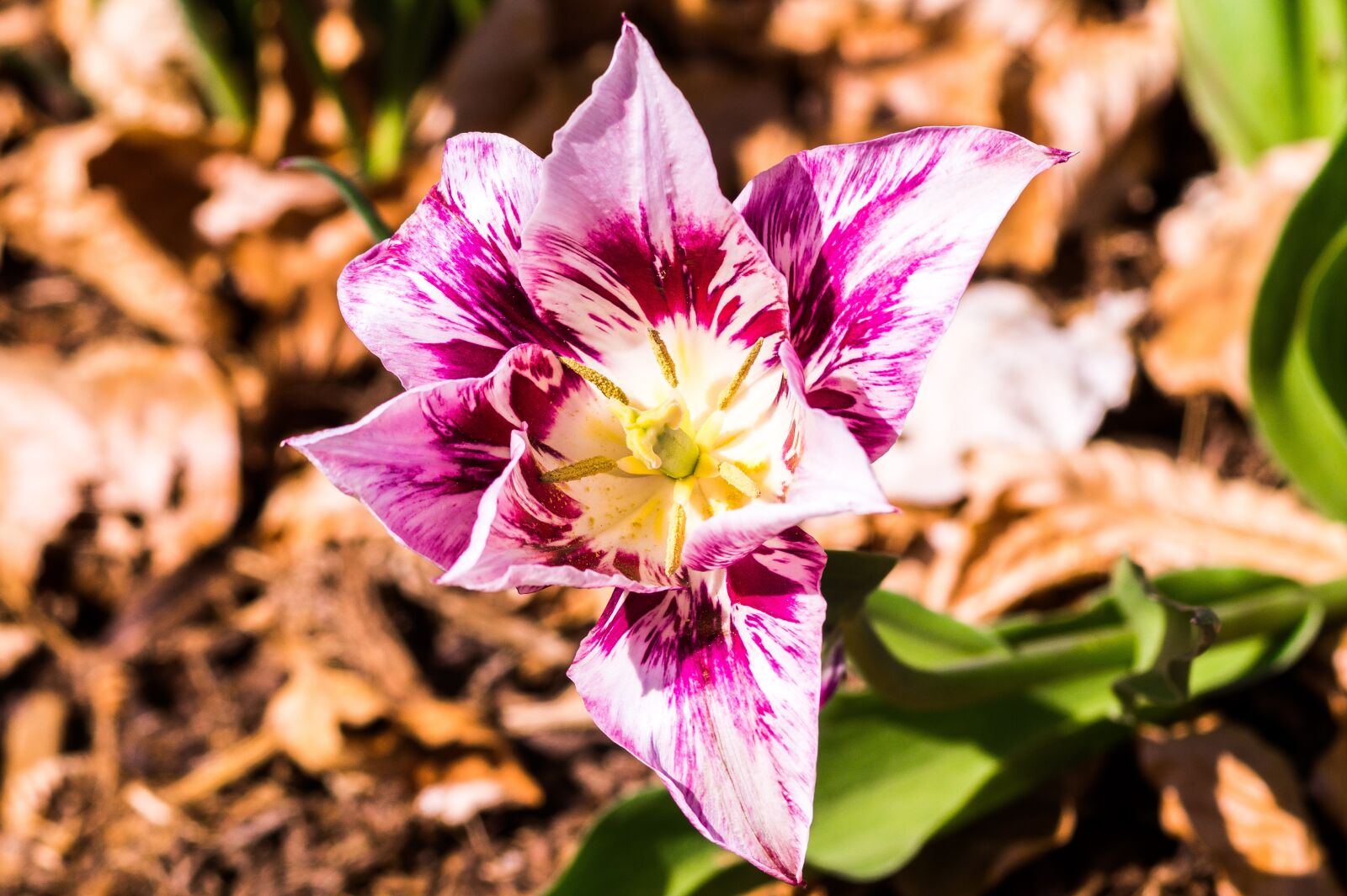 Sony SLT-A58 sample photo. Flower, nature, plant photography