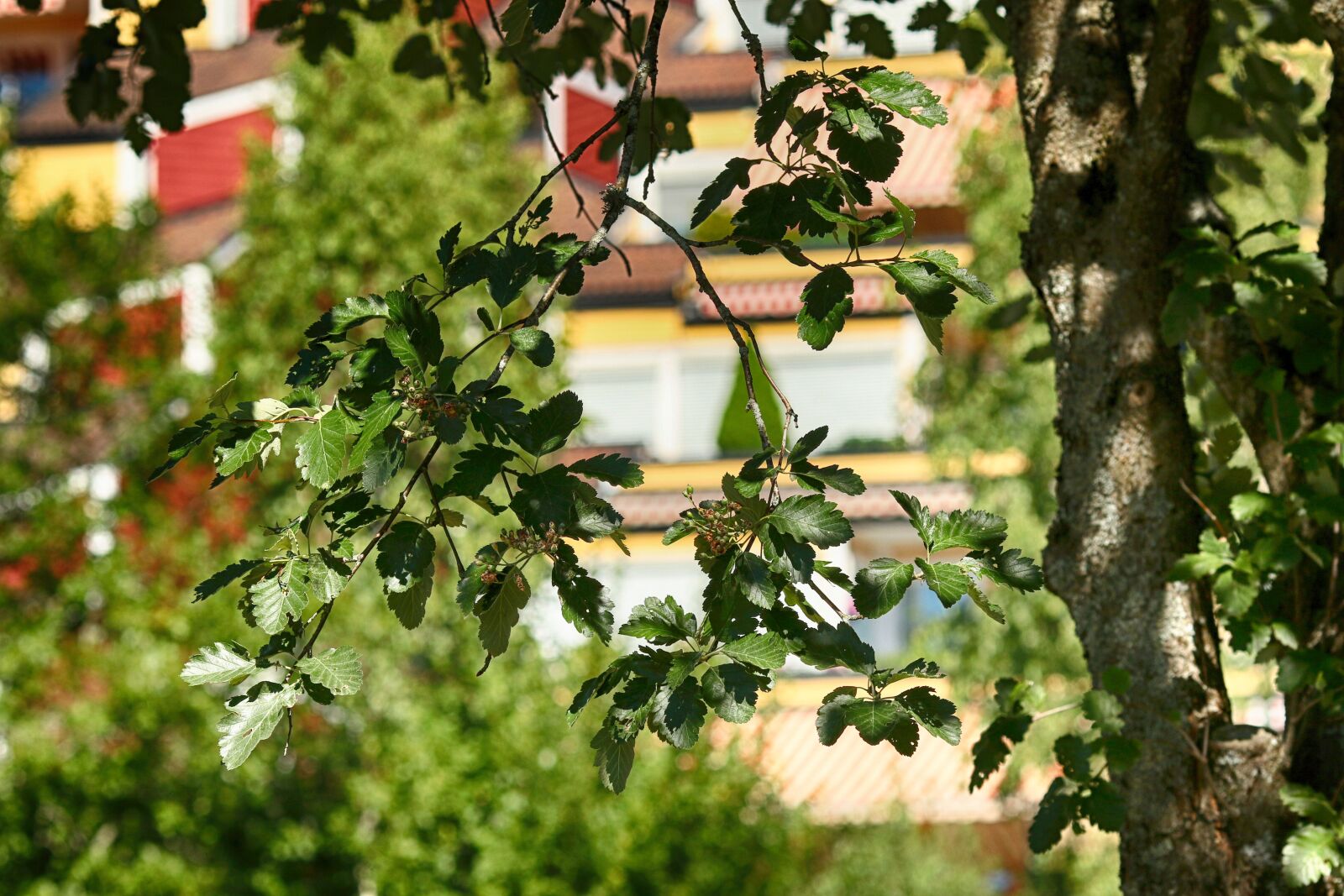 Canon EOS 7D Mark II + Canon EF 135mm F2L USM sample photo. Leaves, tree, branches photography