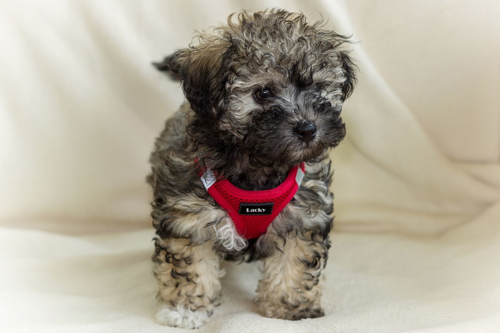 Canon EOS 600D (Rebel EOS T3i / EOS Kiss X5) + Canon EF 50mm F1.8 II sample photo. Dog, small, young photography
