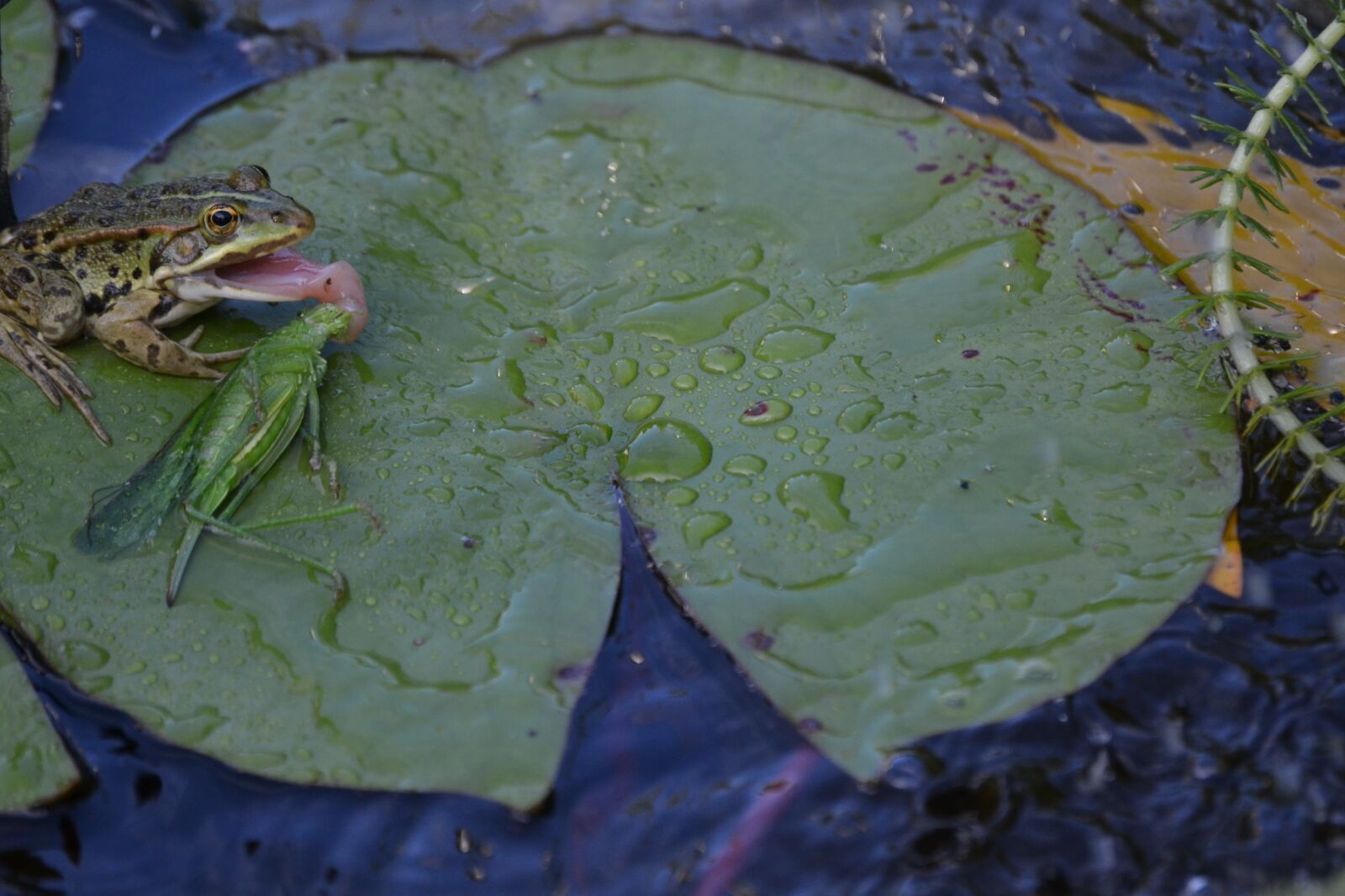 Nikon D3100 sample photo. Frog, insect, heusc photography