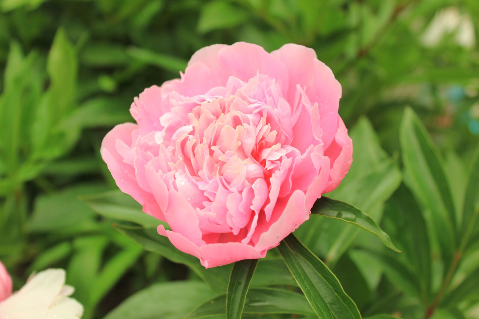Canon EOS 550D (EOS Rebel T2i / EOS Kiss X4) sample photo. Peony, flower, macro photography
