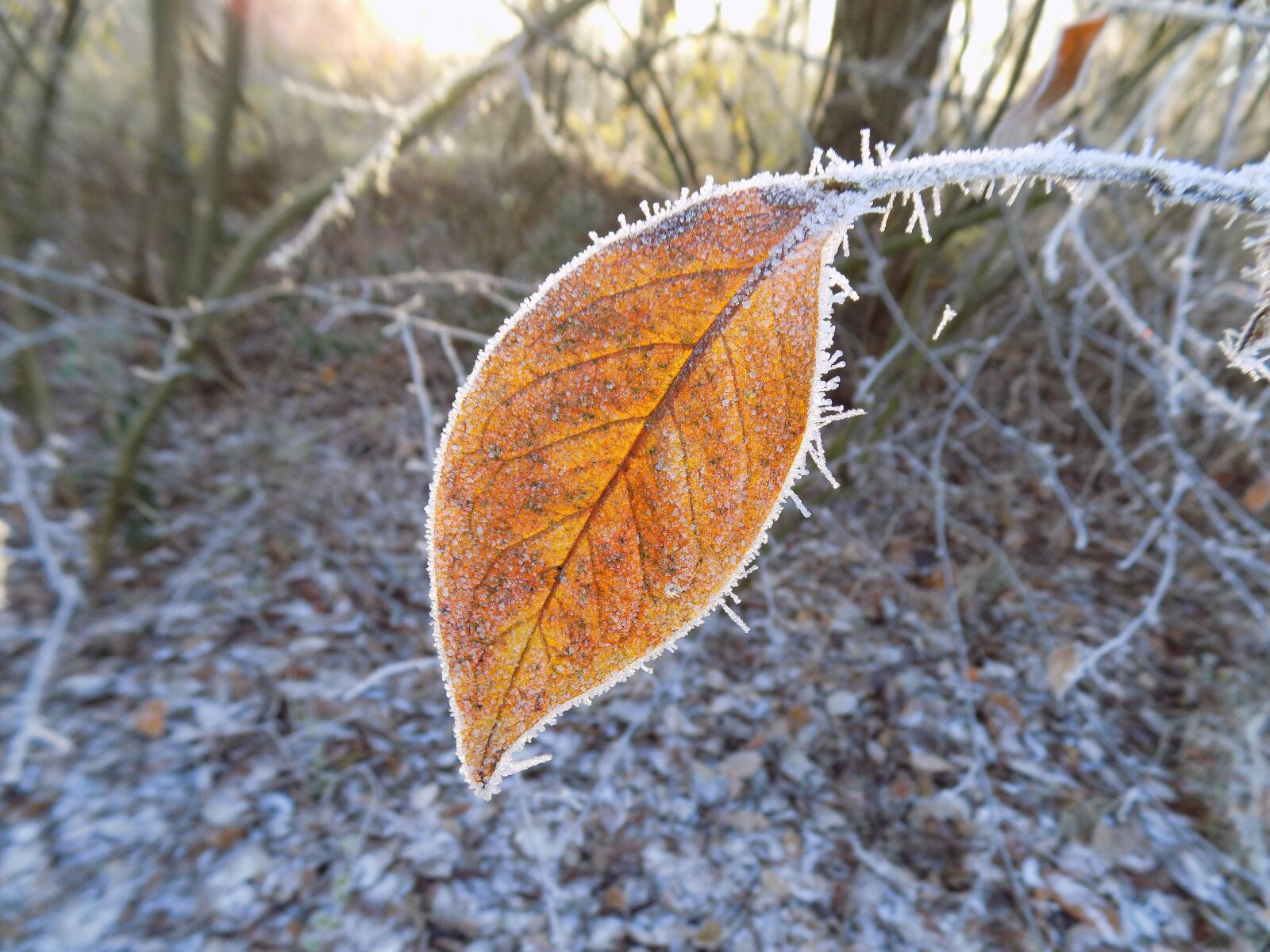 Nikon COOLPIX L340 sample photo. Frost, cold, frozen photography