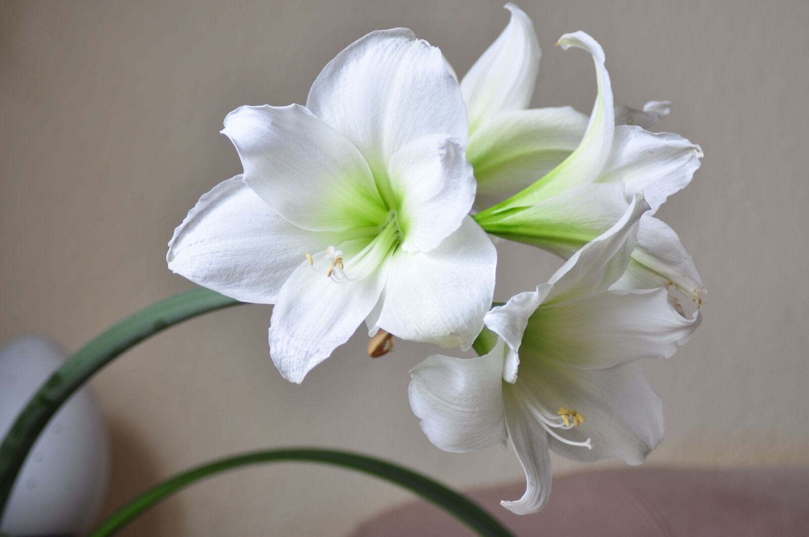 Nikon D90 sample photo. Flower, nature, plant photography
