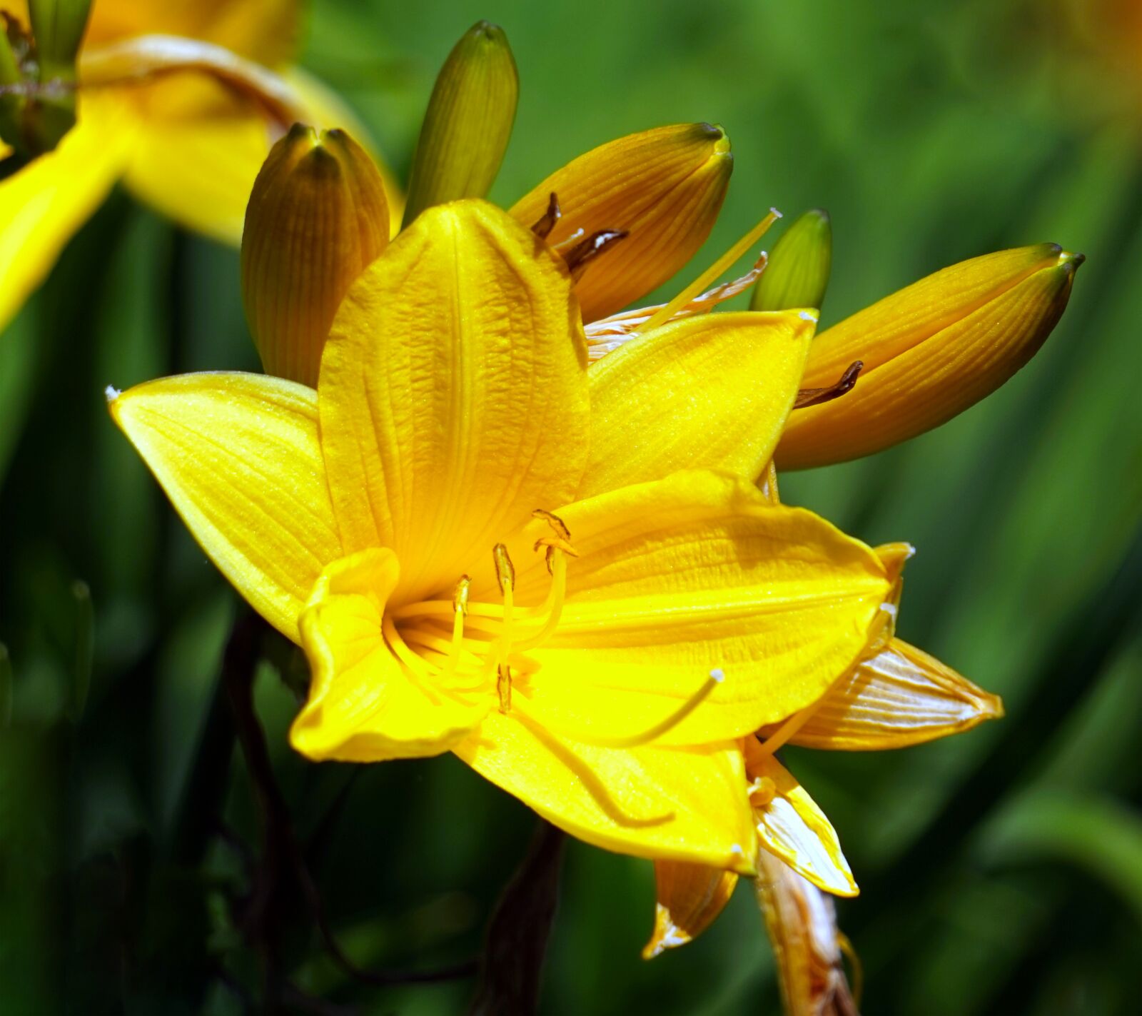 Sony Alpha a5000 (ILCE 5000) sample photo. Flower, yellow, blossom photography