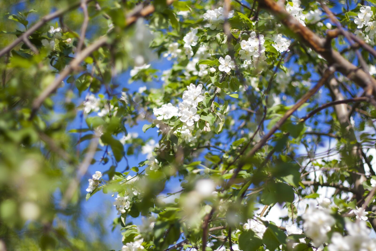 Canon EOS 450D (EOS Rebel XSi / EOS Kiss X2) + Canon EF 50mm F1.8 II sample photo. Green, leaves, tree photography