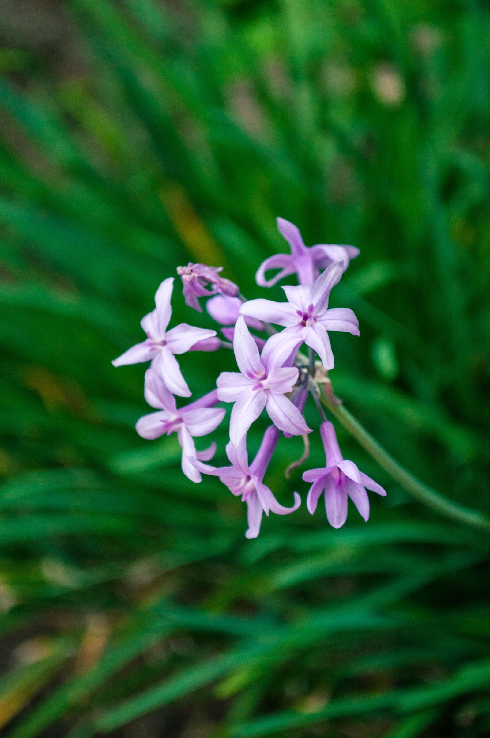 Nikon D5000 sample photo. Purple flower, plant, nature photography