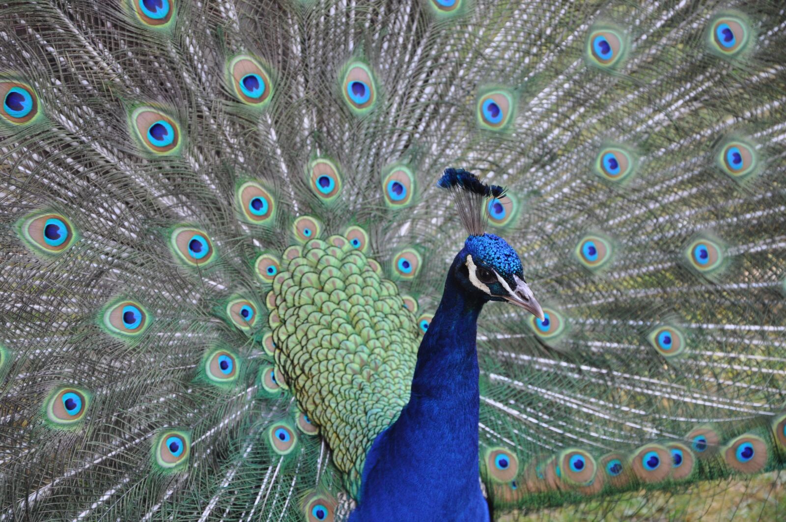 Nikon D90 sample photo. Peacock, wheel, bird photography