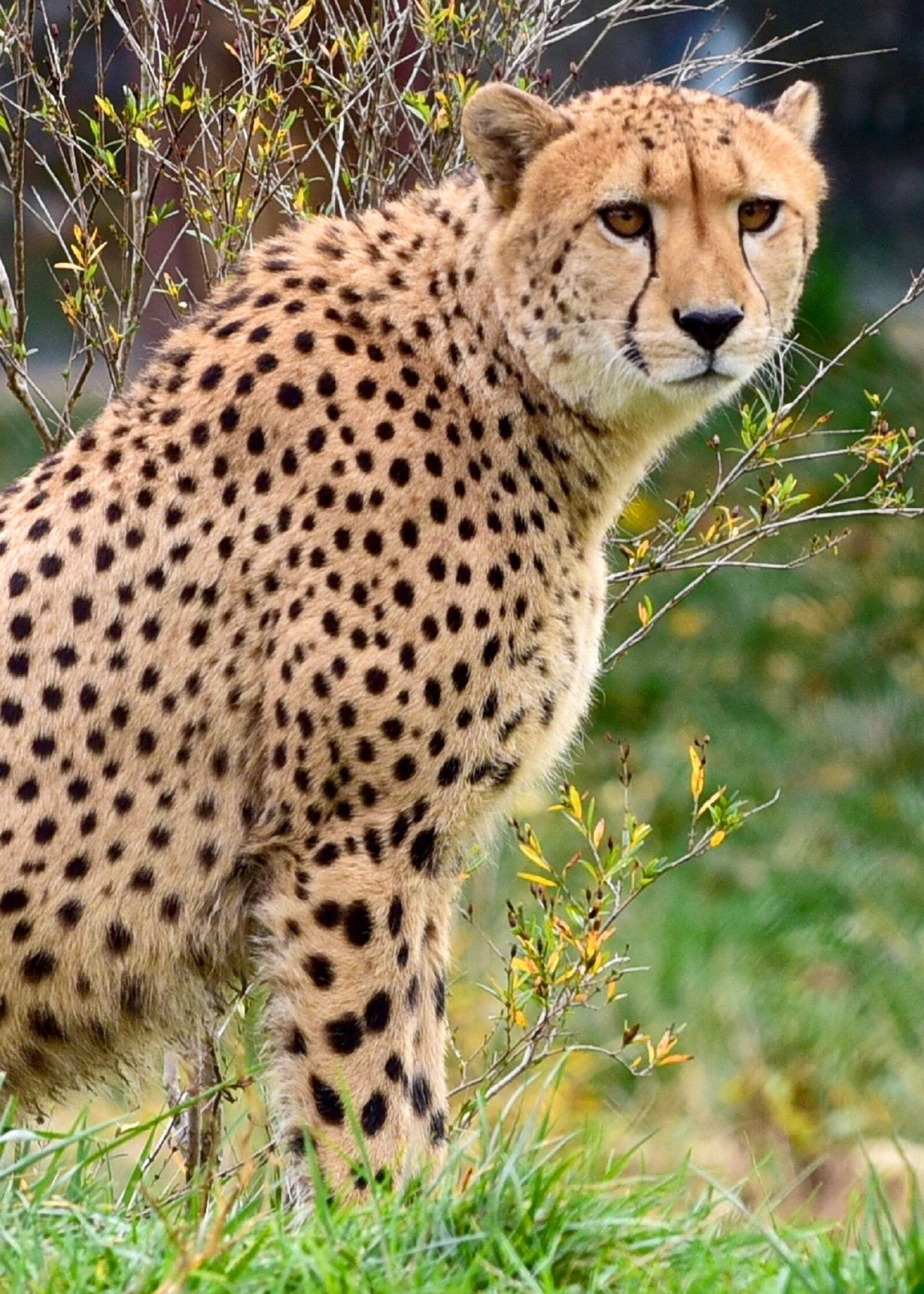 Nikon D750 sample photo. Cheetah, sitting, big cat photography