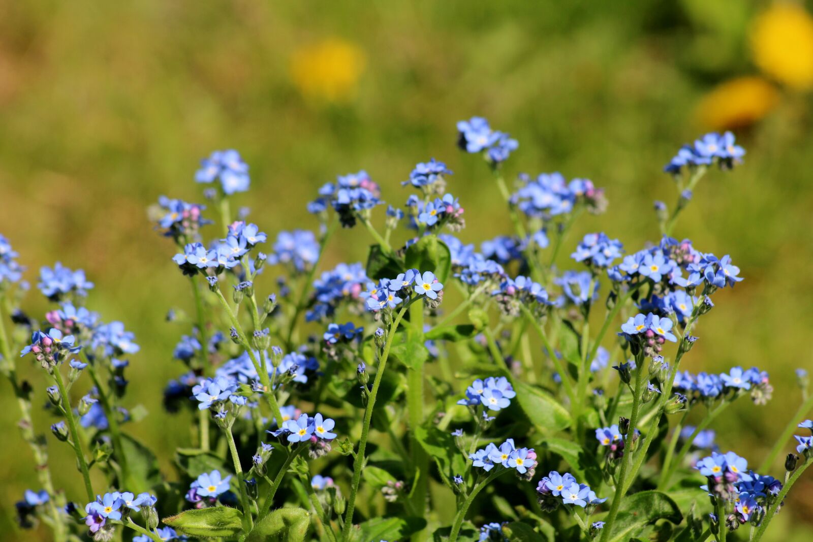 Canon EOS 1200D (EOS Rebel T5 / EOS Kiss X70 / EOS Hi) sample photo. Nots, flowers, blue photography