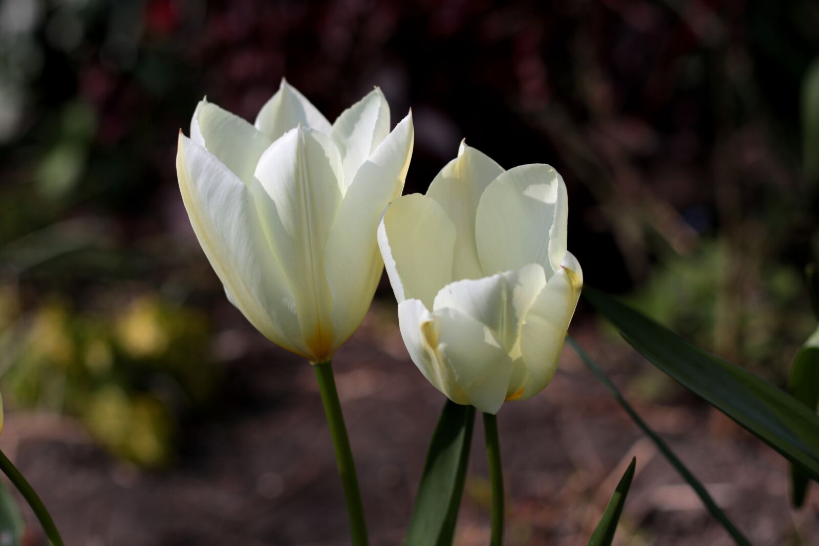 Canon EOS 7D Mark II sample photo. Tulipa fosteriana purissima, tulip photography