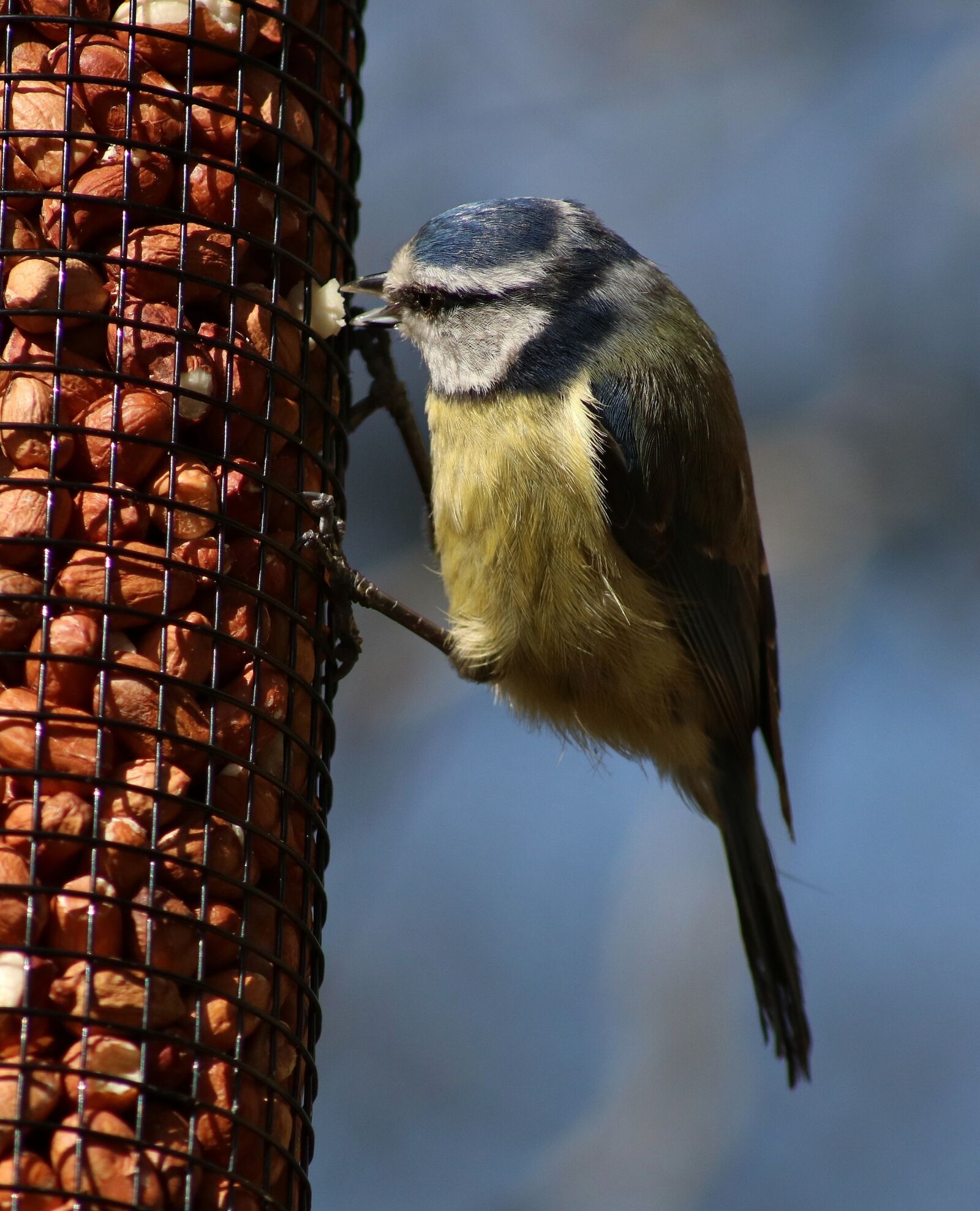 Canon EOS 750D (EOS Rebel T6i / EOS Kiss X8i) sample photo. Bluetit, tit, bird photography