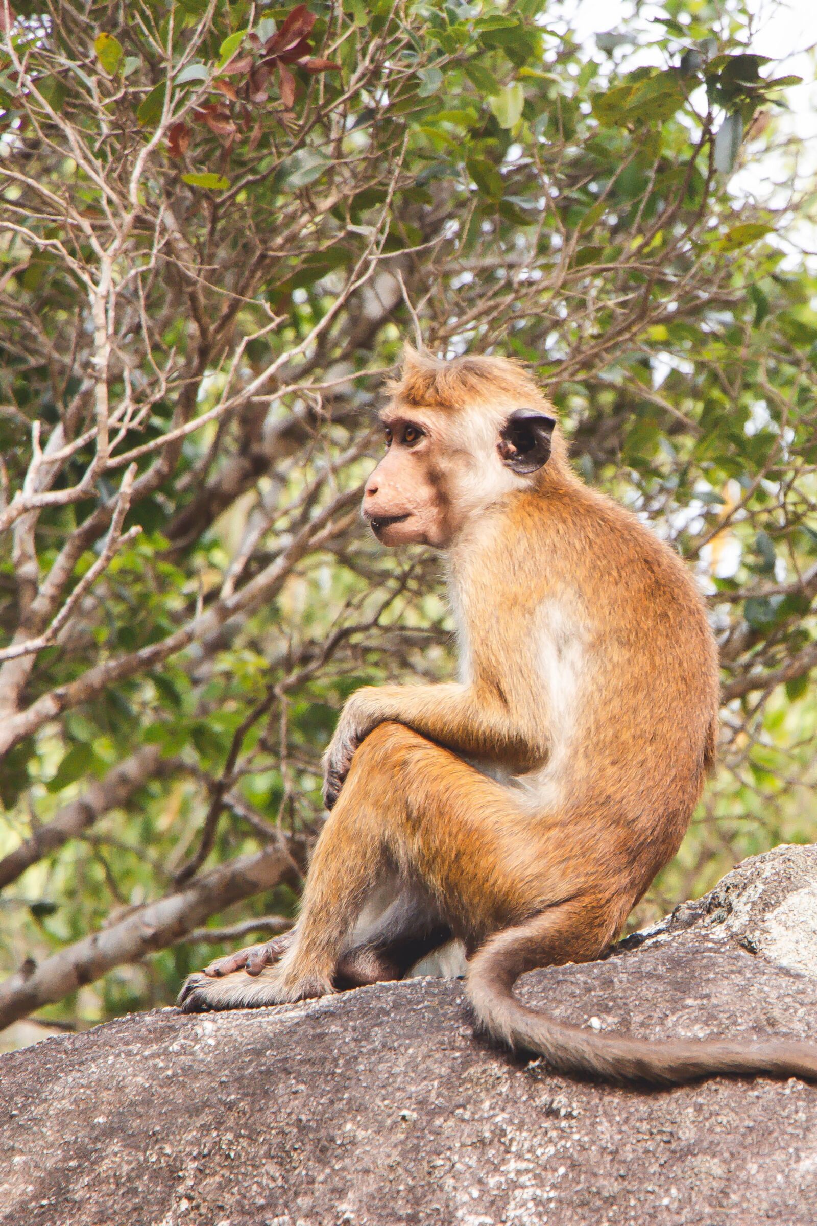 Canon EOS 70D sample photo. Toque macaque, monkey, animal photography