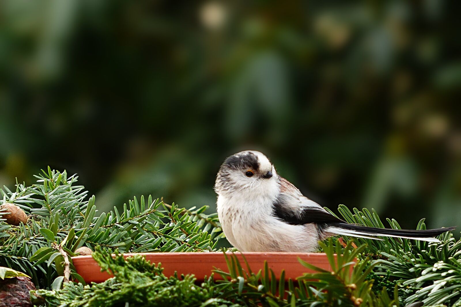 Panasonic Lumix DMC-FZ200 sample photo. Animal, bird, tit photography