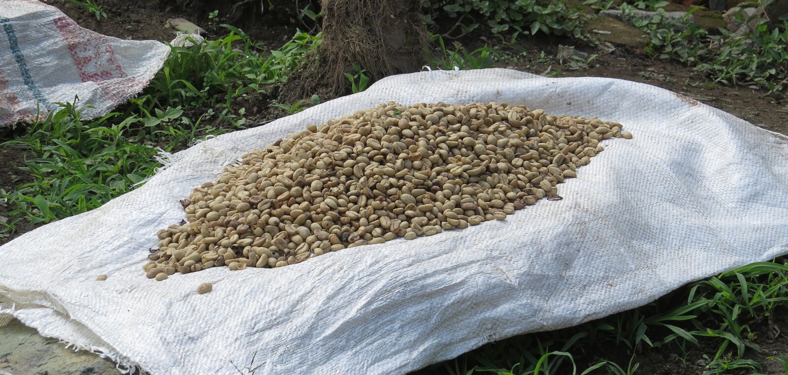 Canon PowerShot SX50 HS sample photo. Coffee, coffee beans, coffee photography