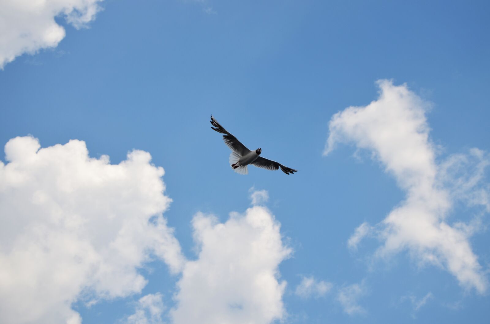 Nikon D5100 sample photo. Nature, naturalness, beauty photography
