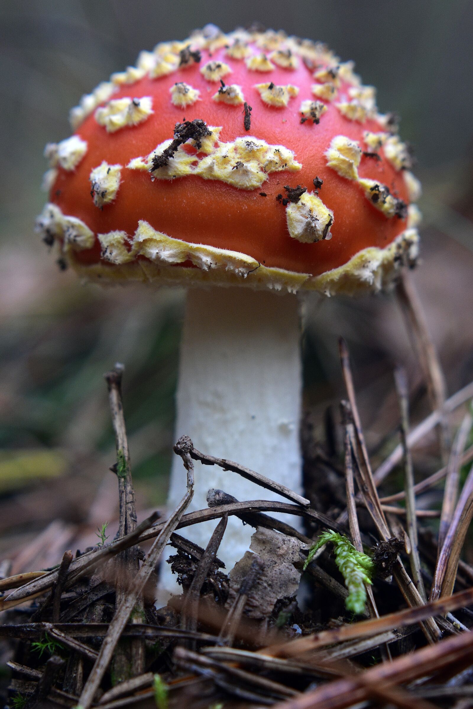 Nikon D3400 sample photo. Fly agaric red, muchomorek photography