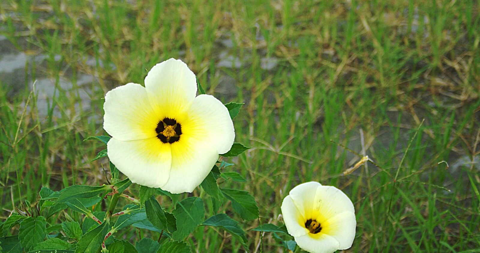 FujiFilm FinePix S2950 (FinePix S2990) sample photo. Flower, flowers, nature photography