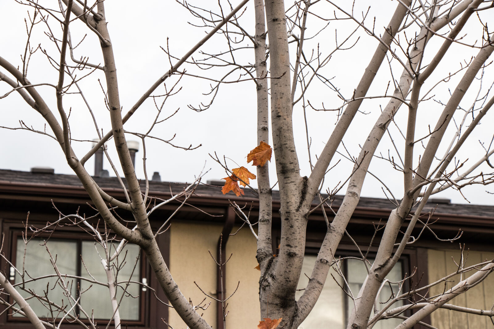 Canon EOS 80D sample photo. Dry, leaves, fall, fallen photography