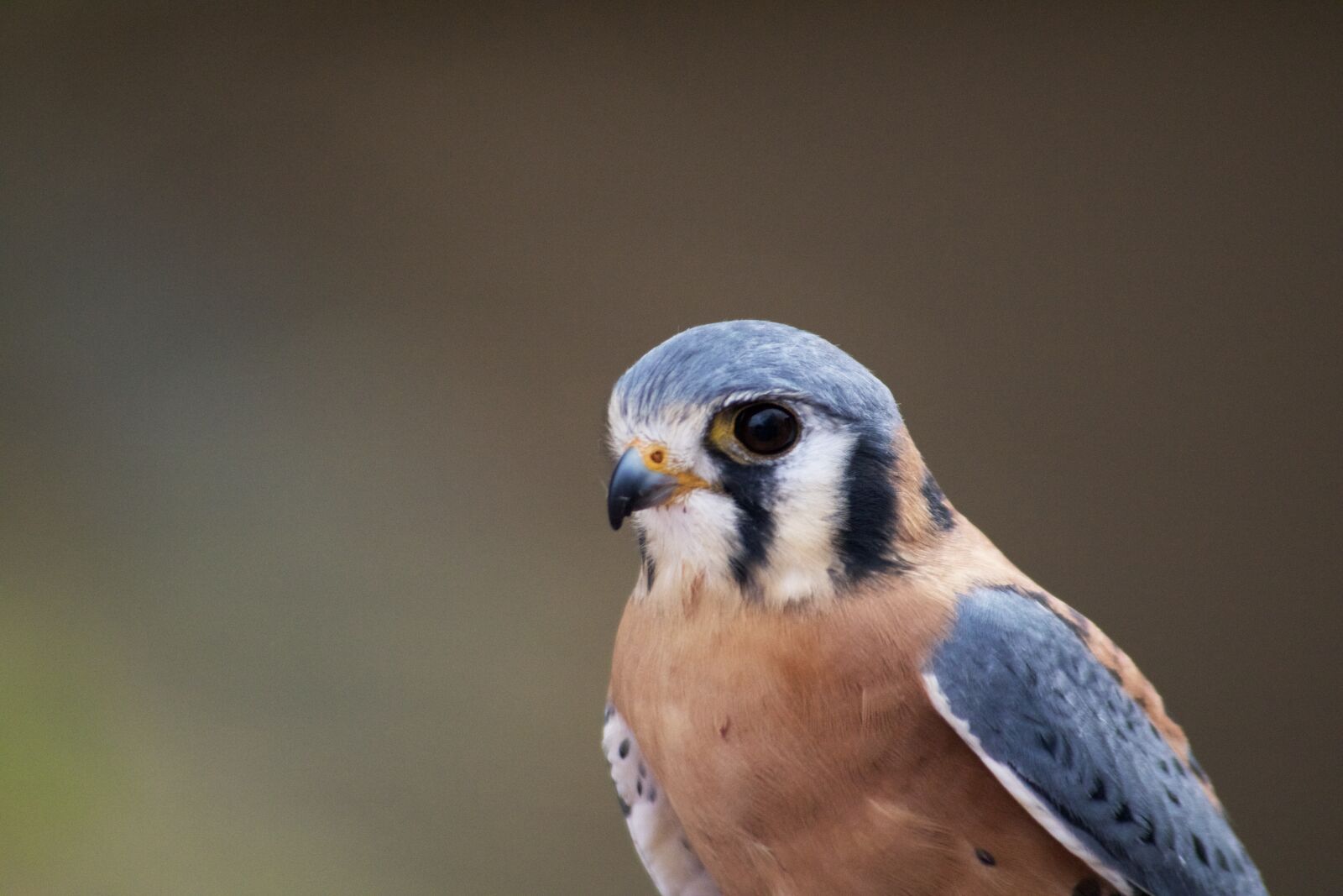 Canon EOS 750D (EOS Rebel T6i / EOS Kiss X8i) sample photo. Bird, avian, feather photography